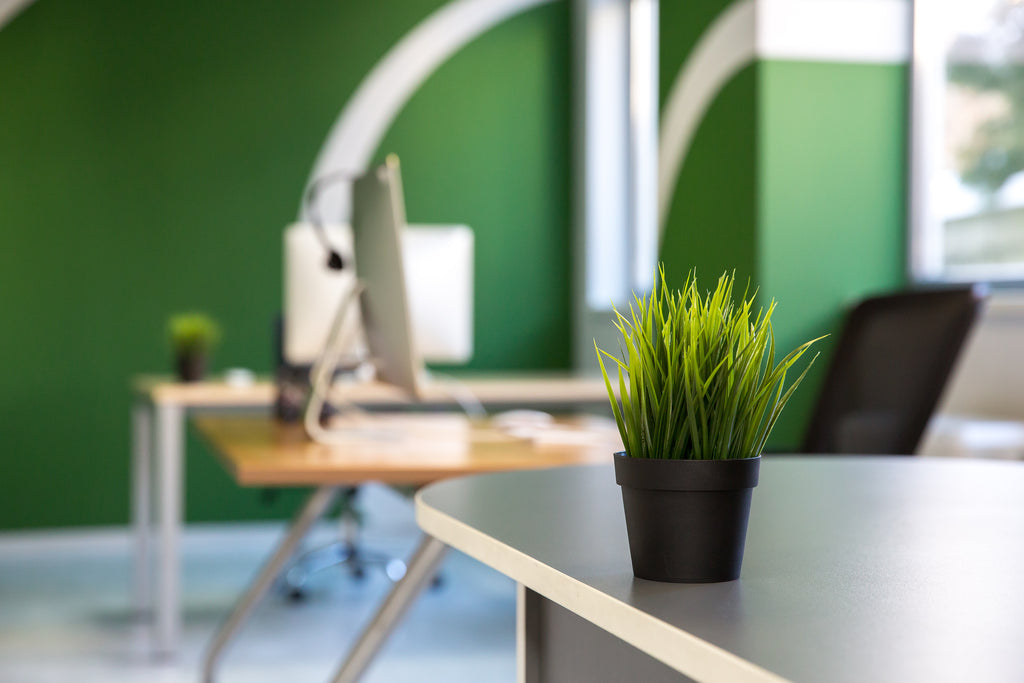 Easy Steps to Creating an Eco-Friendly Office Space